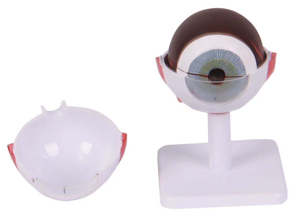 human eyeball anatomical anatomy model