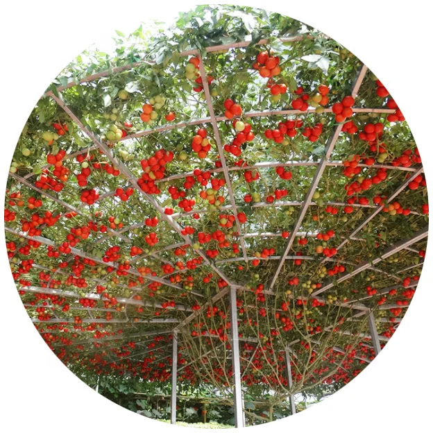 Семена красного томатного дерева Naturix NTOM85, Китай, без ГМО, высокопроизводительный Гибрид f1, непрерывный результат 2020