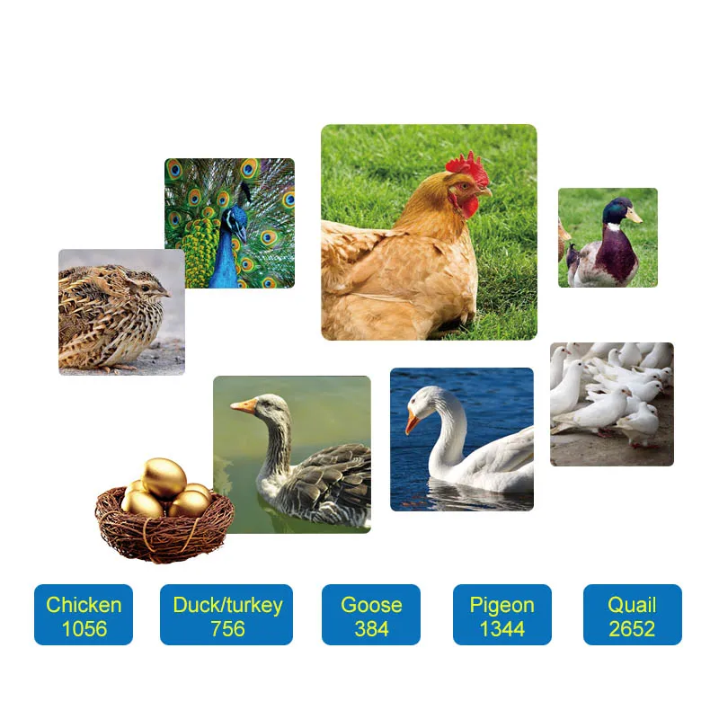 Guangzhou 5000 5280 Chicken Eggs Brooder Automatic Egg Hatching Incubator Machine Price for Sale in Lahore Pakistan 1set 250