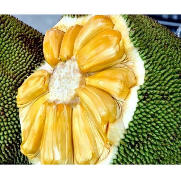 
Good Quality Jackfruit from Vietnam 
