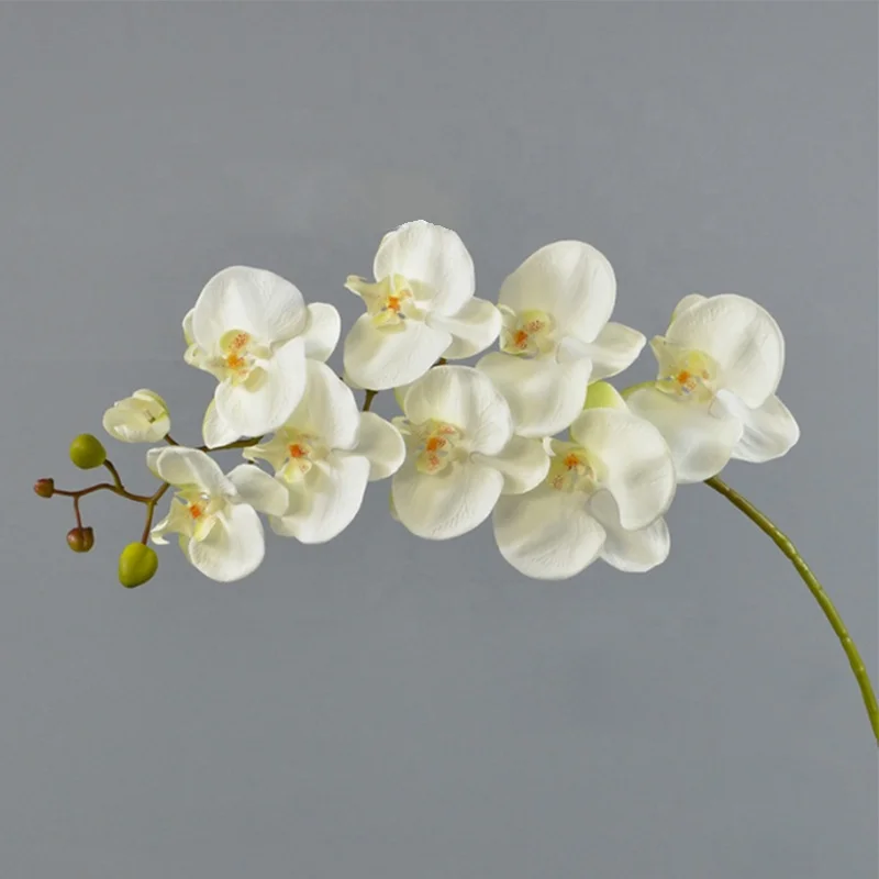 Environmentally friendly plastic phalaenopsis potted for home decoration