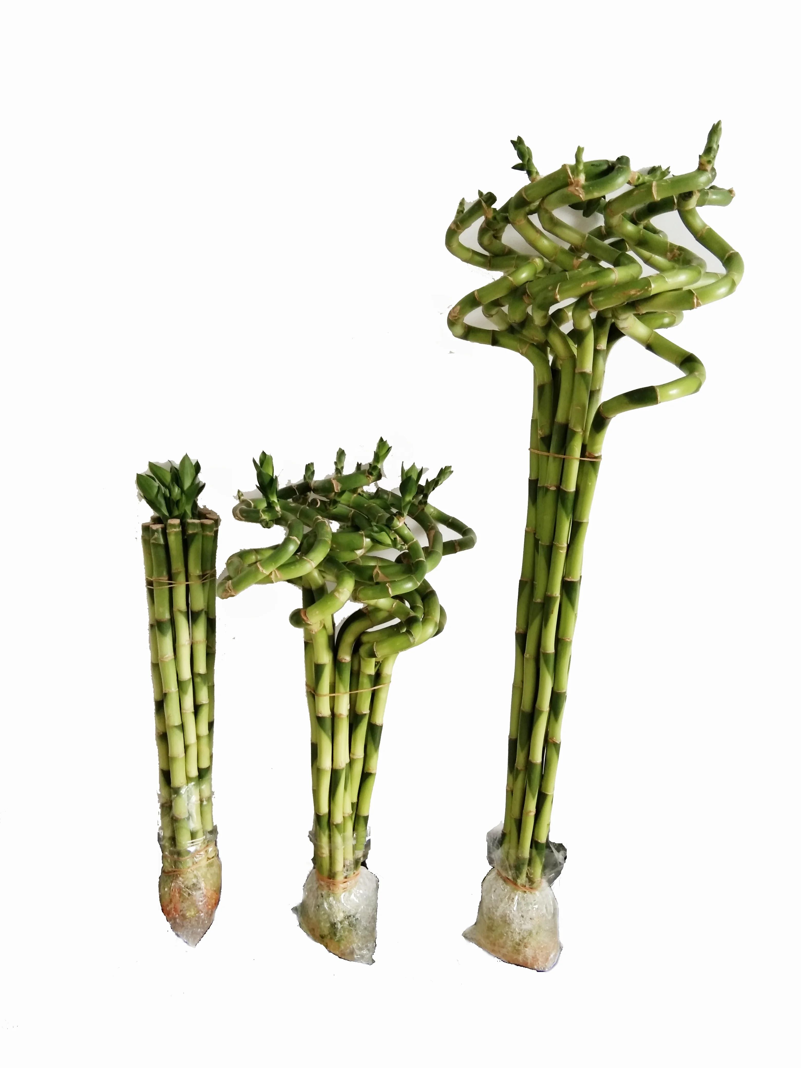 
Zhanjiang factory wholesale price high quality horticultural products green plant spiral lucky bamboo 