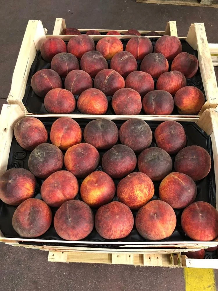 
Farm price greece high quality class one juicy yellow fresh peaches 