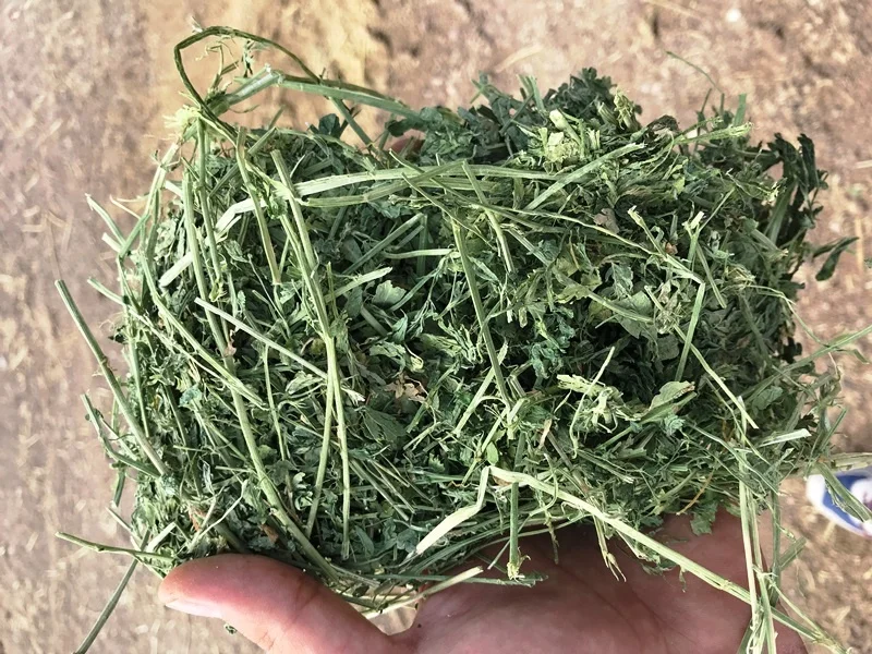 
LUCERNE HAY BALE FROM TURKEY 