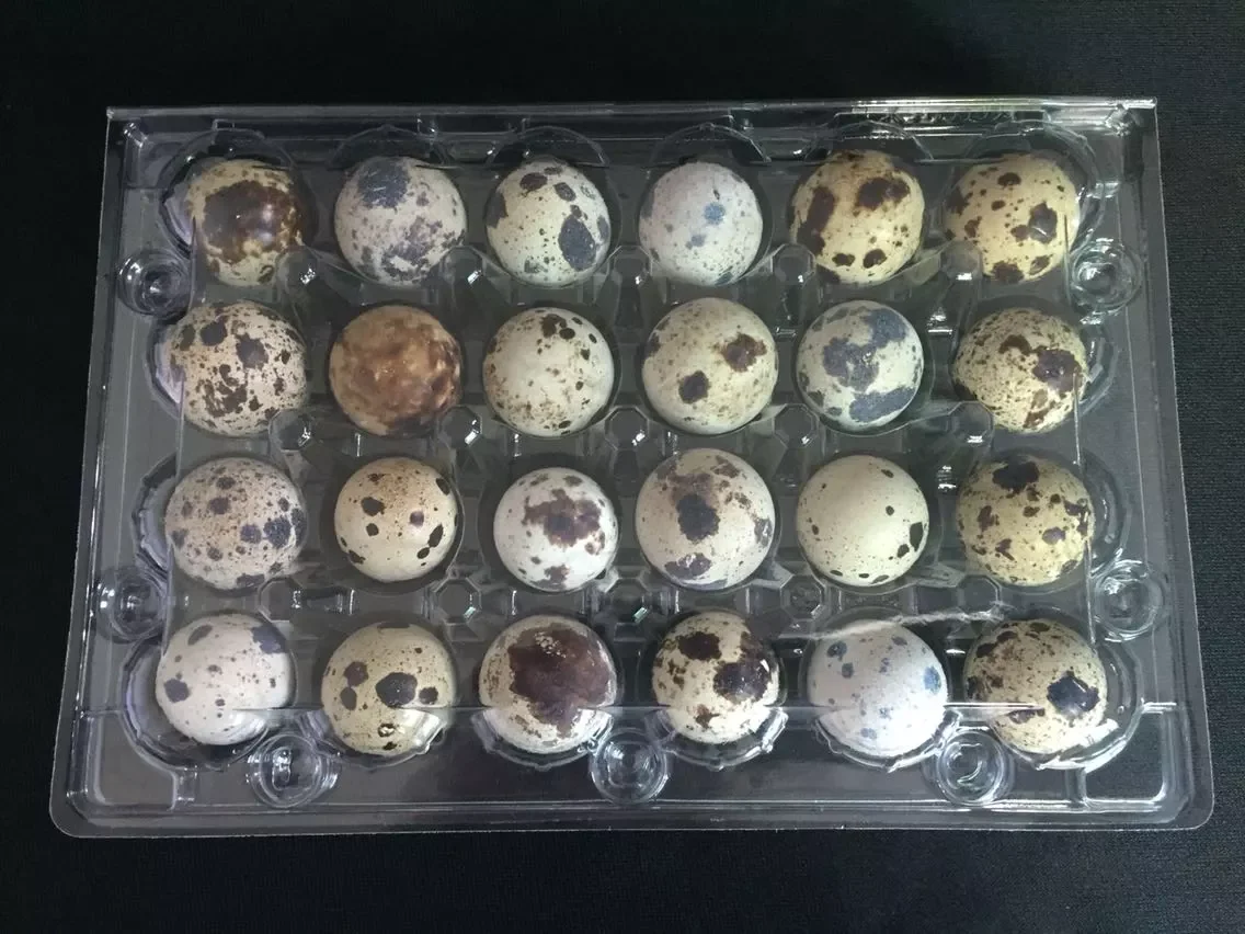 New arrival 12 holes quail package egg box  plastic quail egg tray quail egg carton for sale