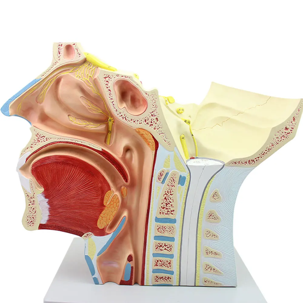 Head with Vessels Nerves Model