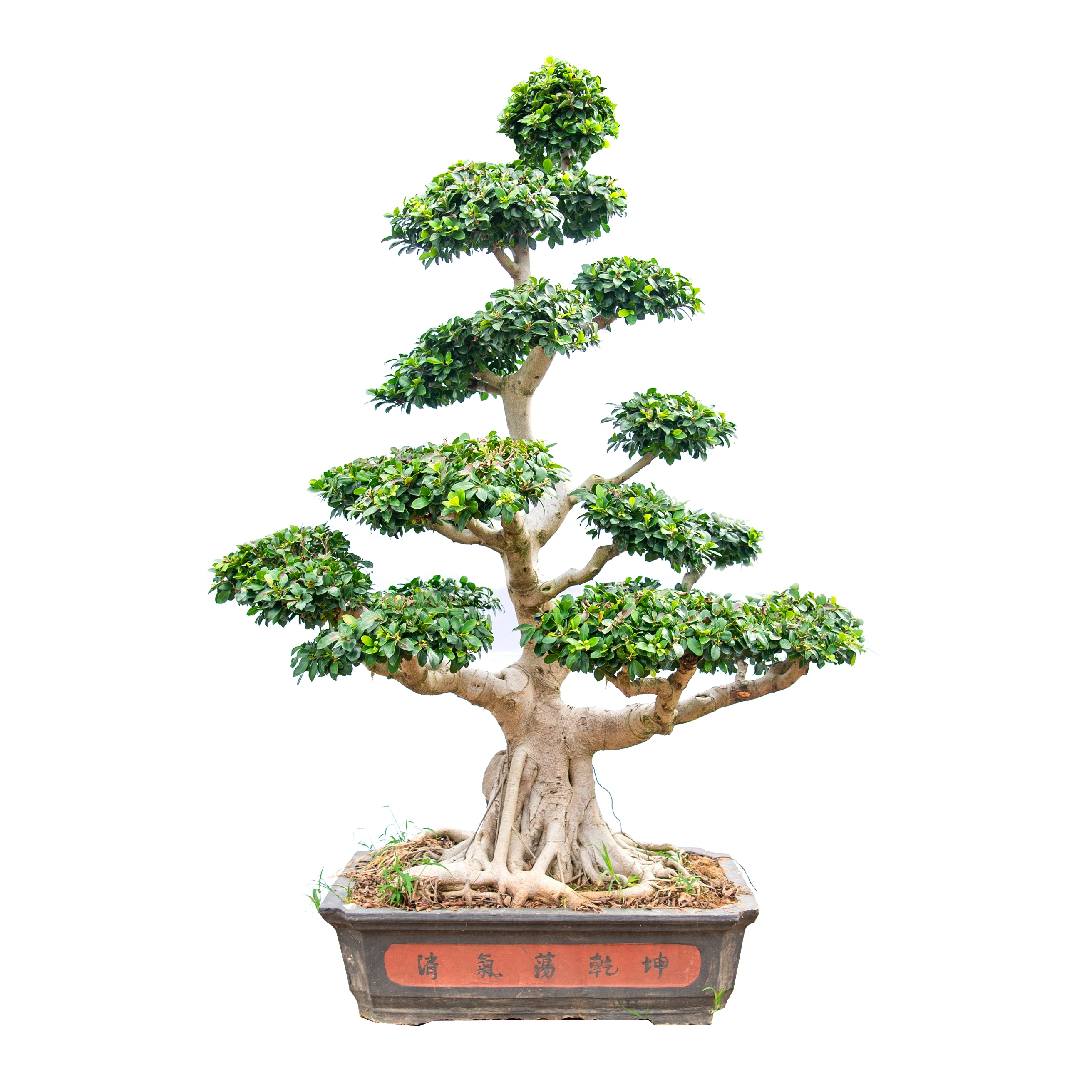 
Tropics Tree dragon ficus bonsai banyan tree bonsai China 