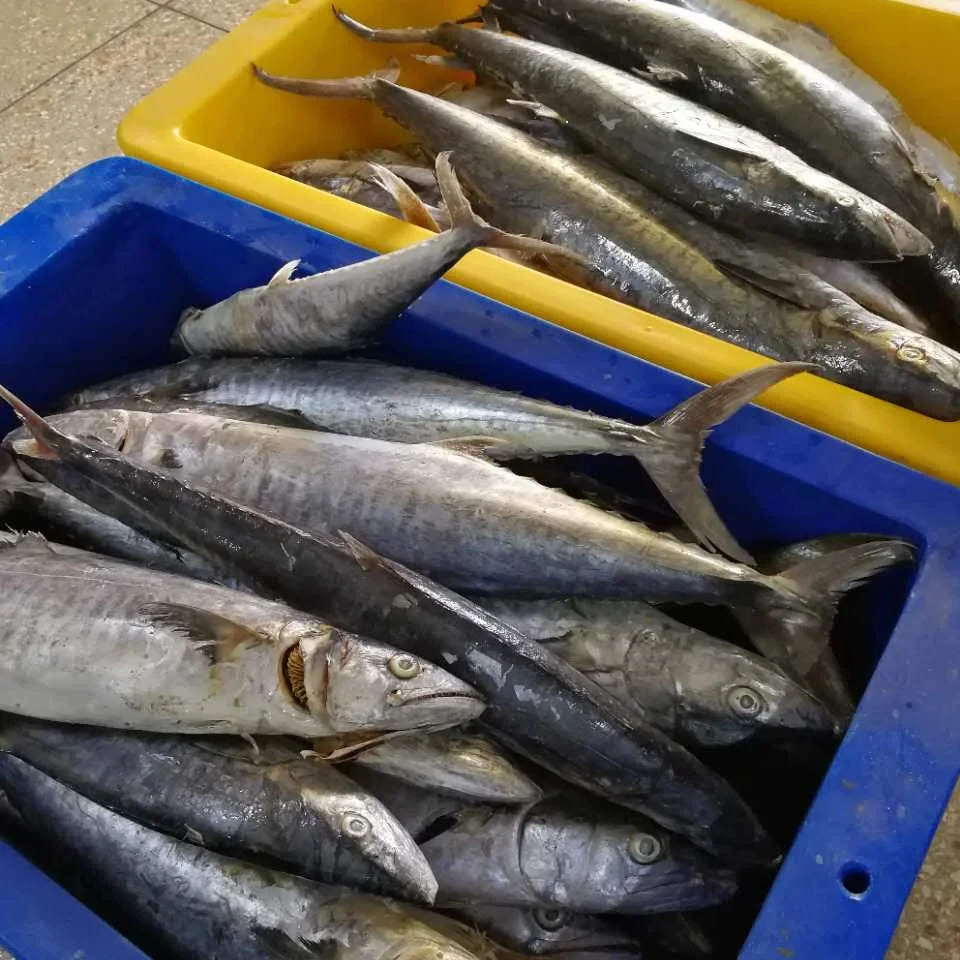 Stock Seafood Whole Round Fresh Mackerel Chilled Frozen King Fish