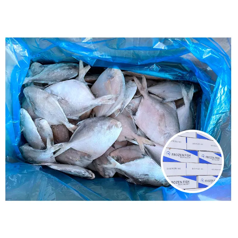 Pomfret a Grade Healthy Food Bulk Packaging Water Preserved Whole Round Fish Frozen Silver White 10 Kg FD 20 Cm TT 30% + 70% 90%