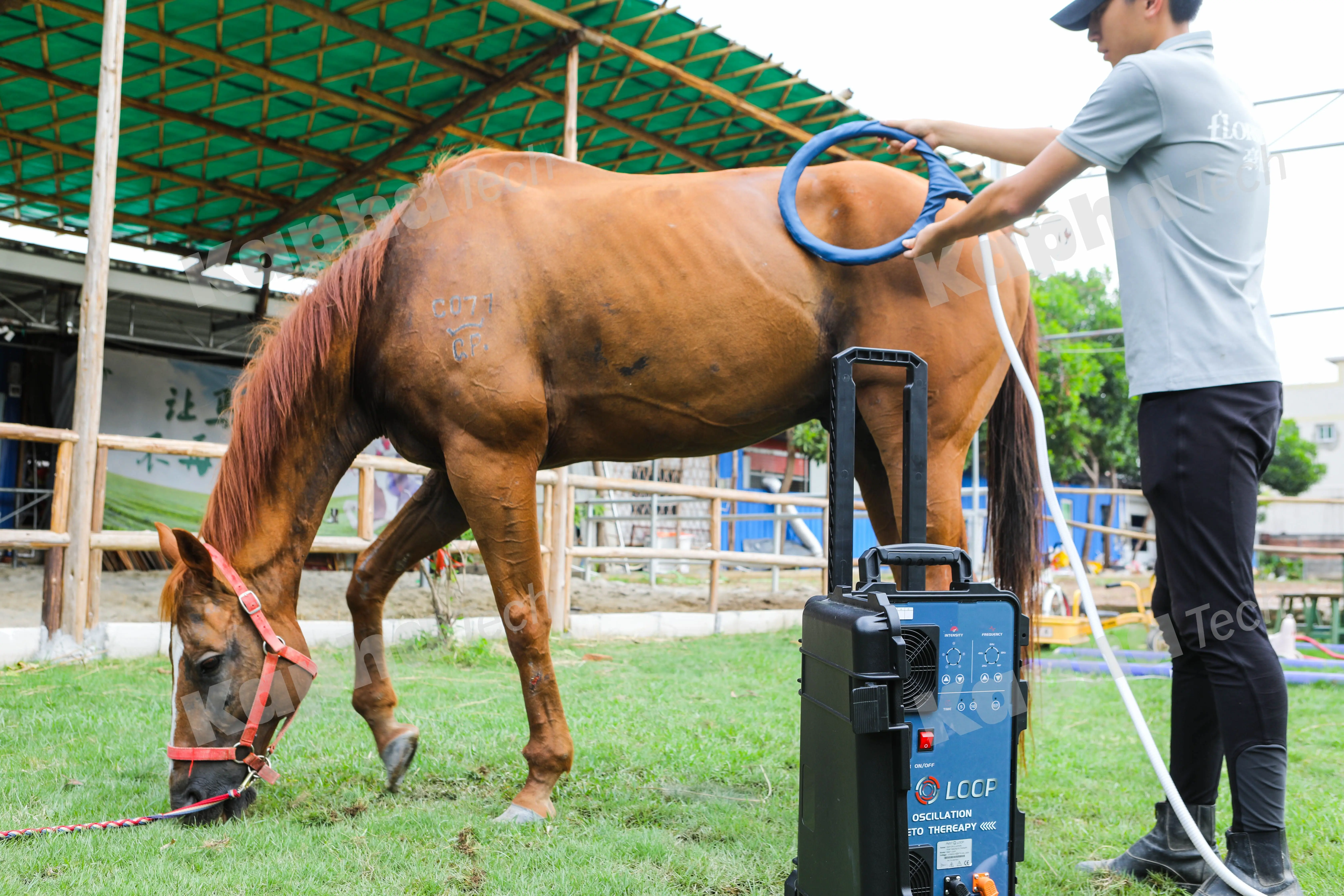 Physiotherapy Machine PMST LOOP With Single Loop And Butterfly Loop For Horse Rehabilitation Easy To Use