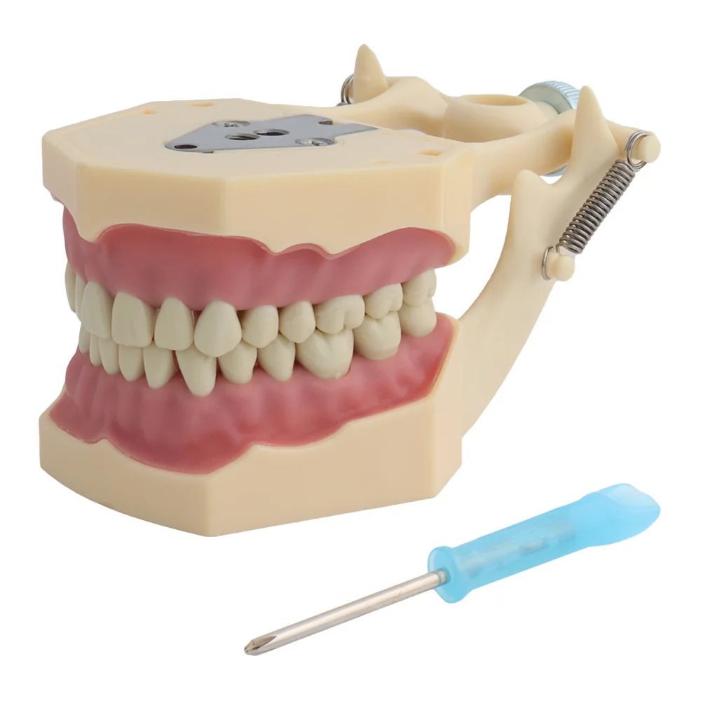 Frasaco dental model (32 tooth) soft gum teaching model with removable tooth