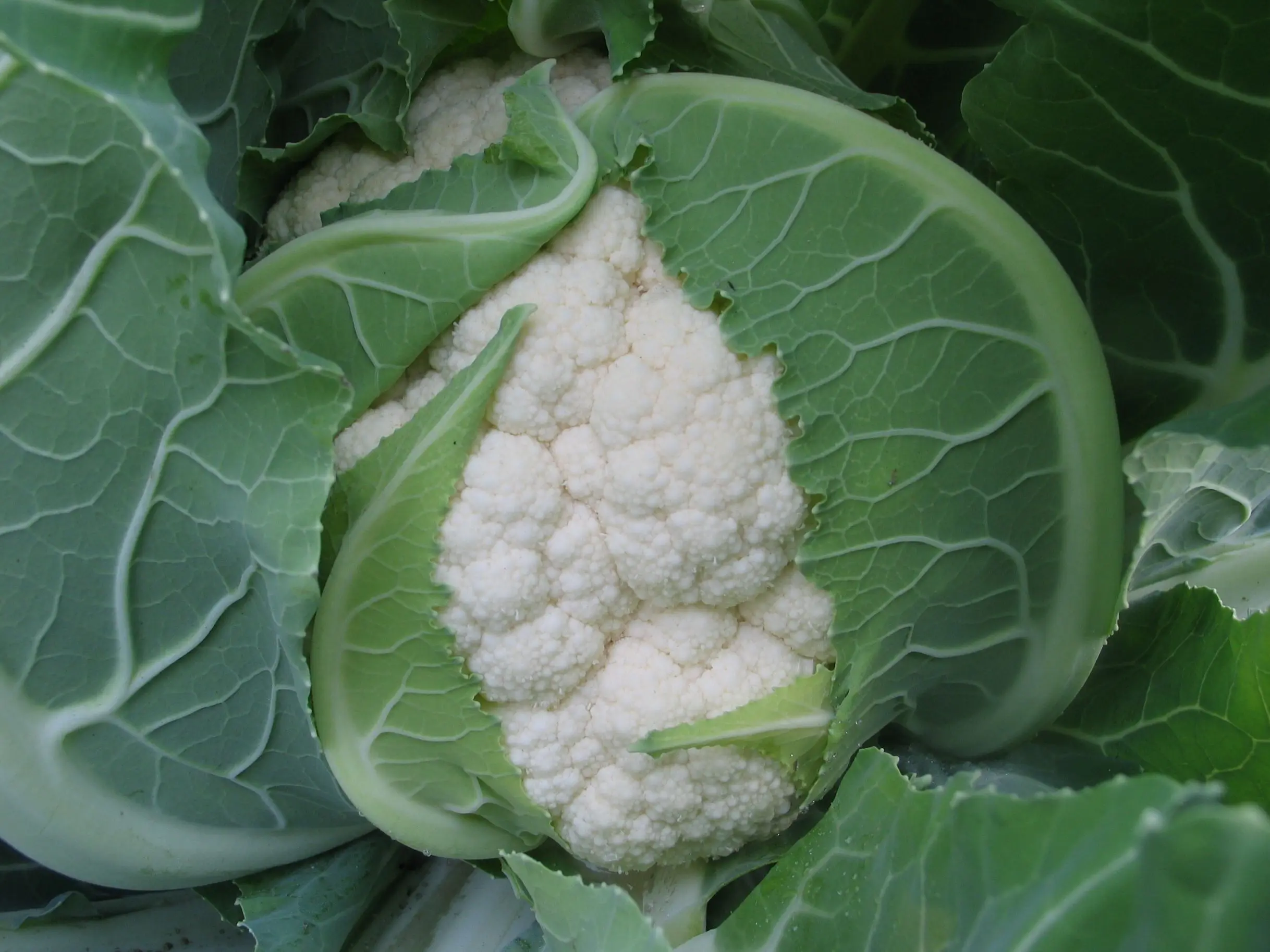 CF15 xuejian № 5 95 дней поздняя зрелость f1 Гибридный белые семена цветной капусты