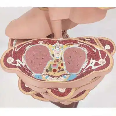Human torso trunk horizontal section anatomical model 24 Pieces Sections