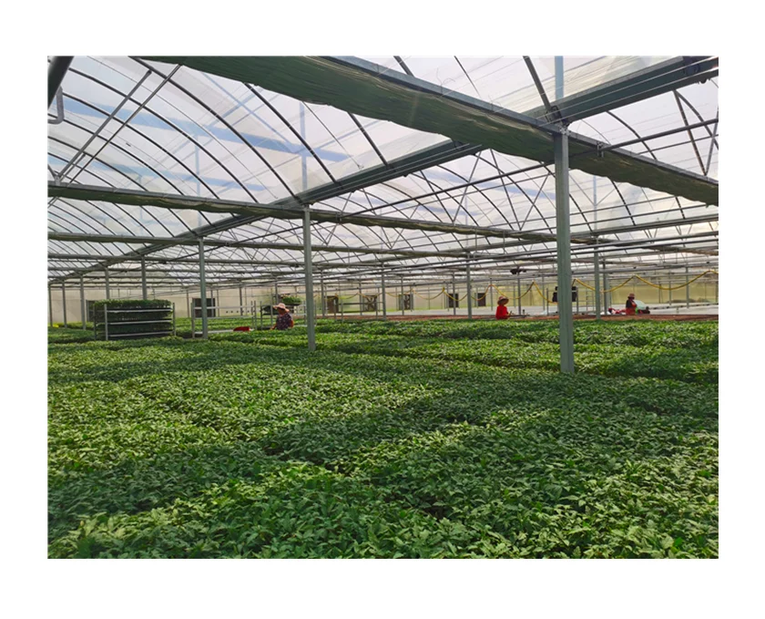 Multi Span Film Greenhouse