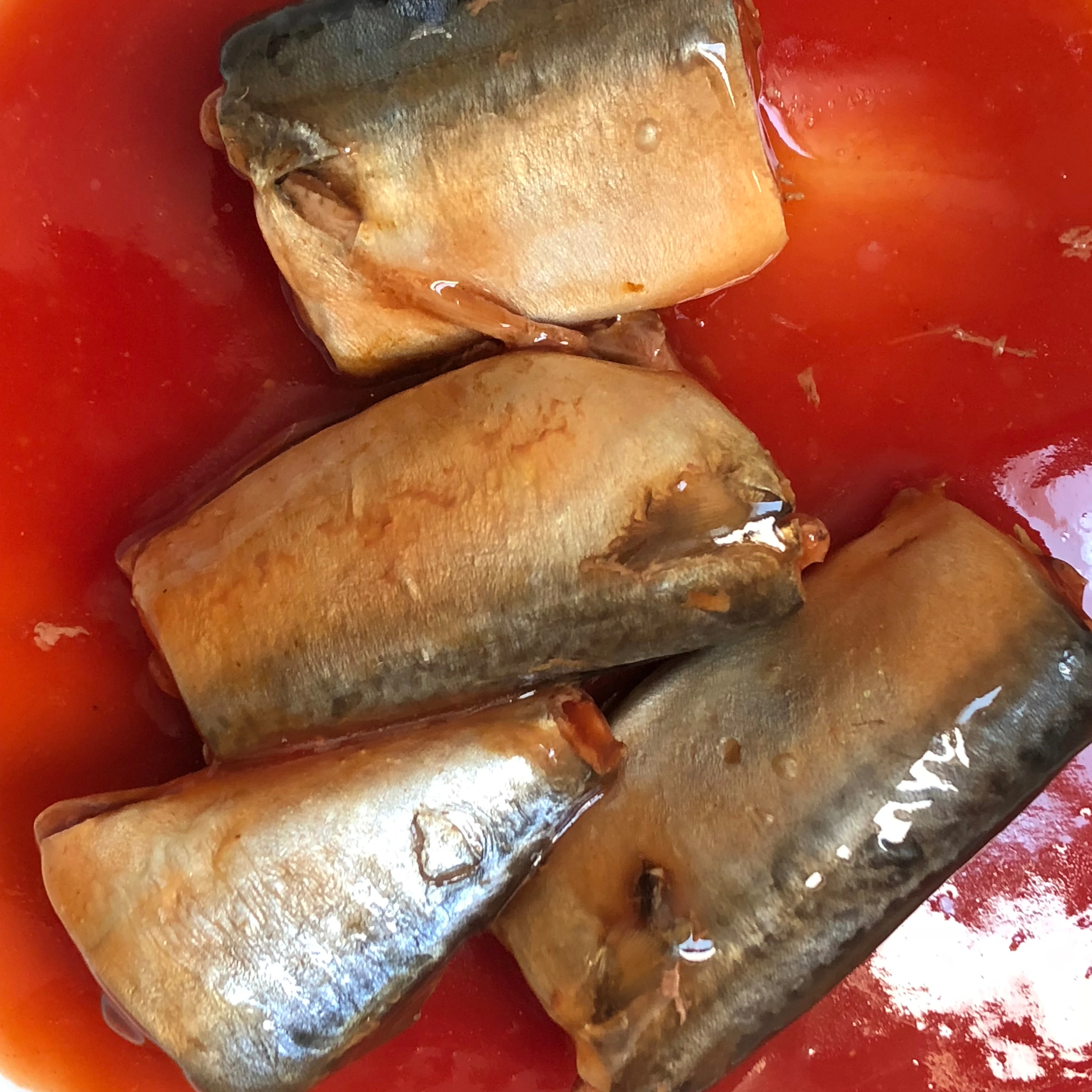 Canned jack Mackerel in tomato sauce in can to Chile