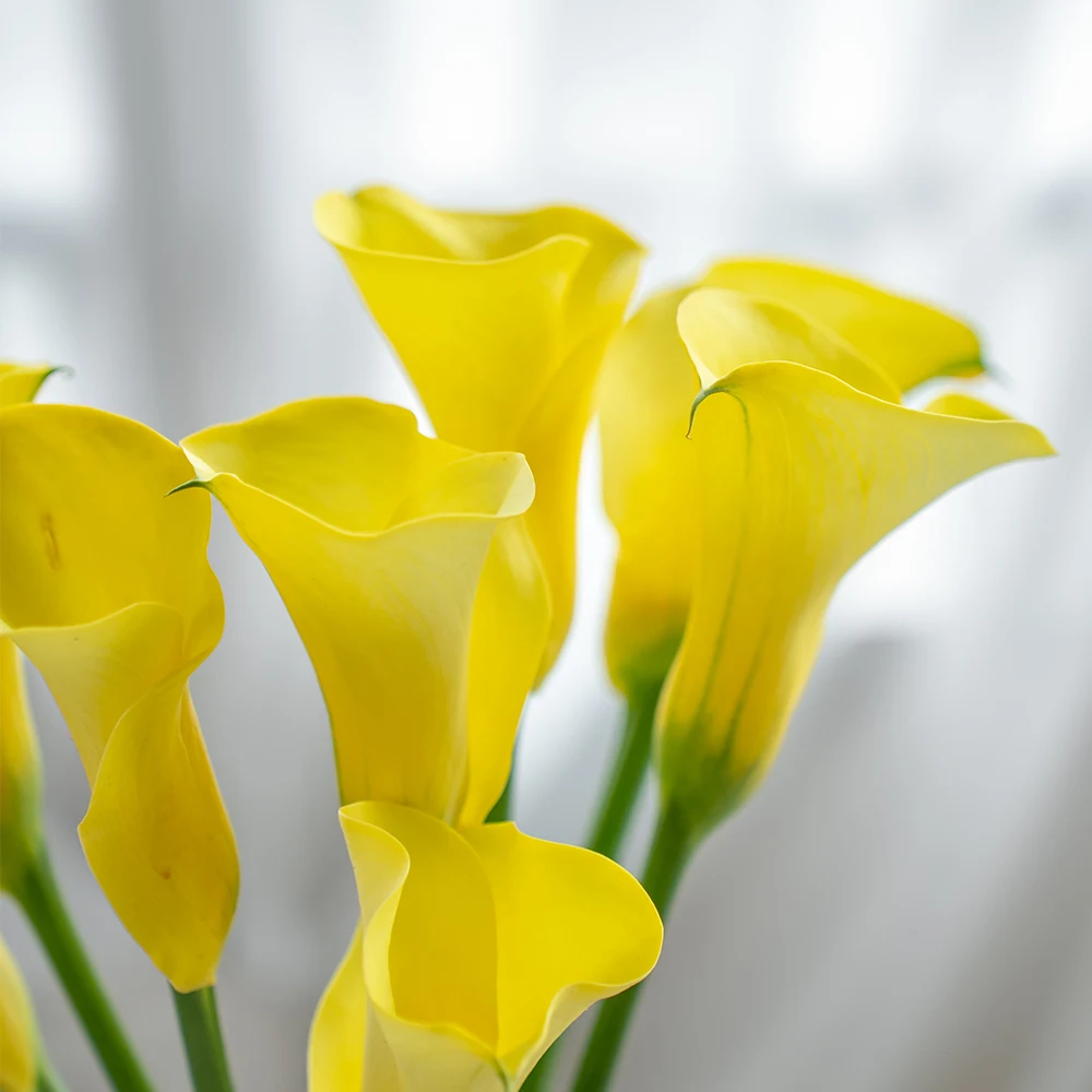 Hot Sale for Supply Wholesale Freshflowers Cut Calla Lily for Festivals Decoration