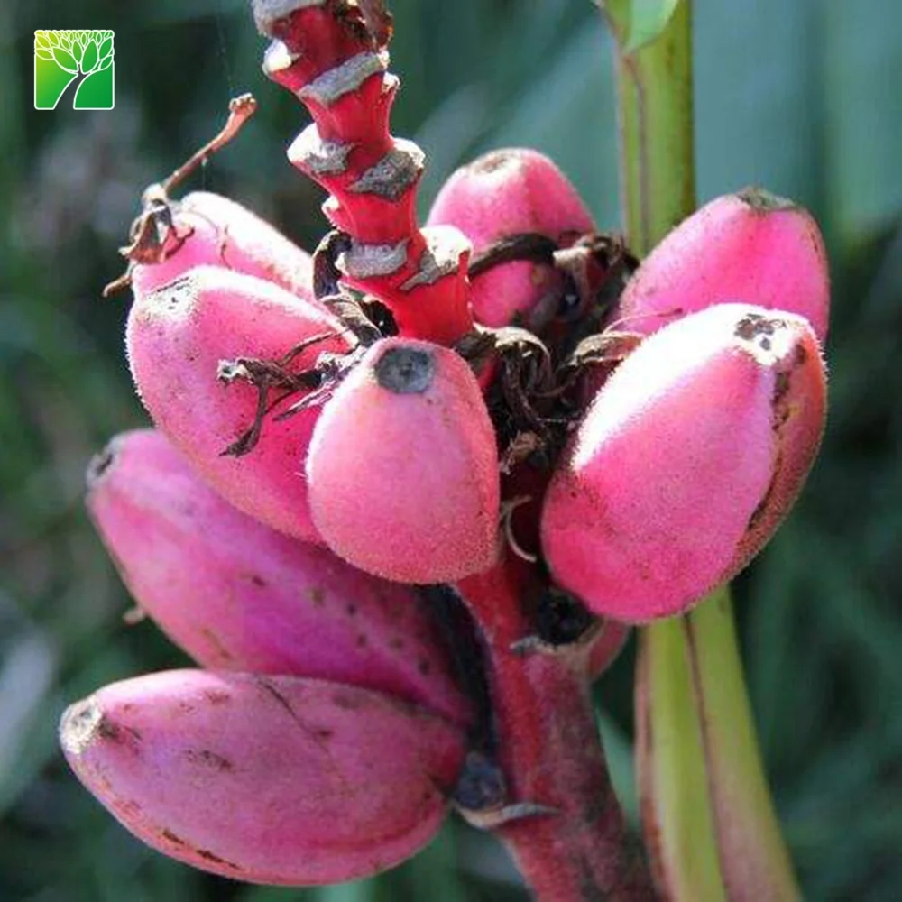 Оптовая продажа, саженцы фруктовых деревьев Красного телесного цвета, саженцы банана