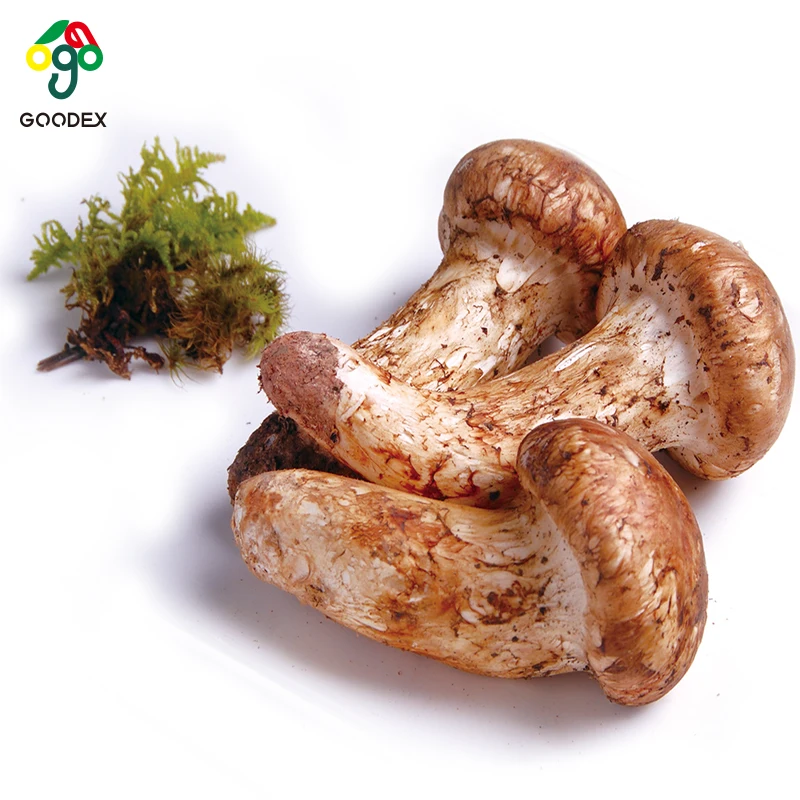 Chinese factory of  edible mushroom type,edible fungus