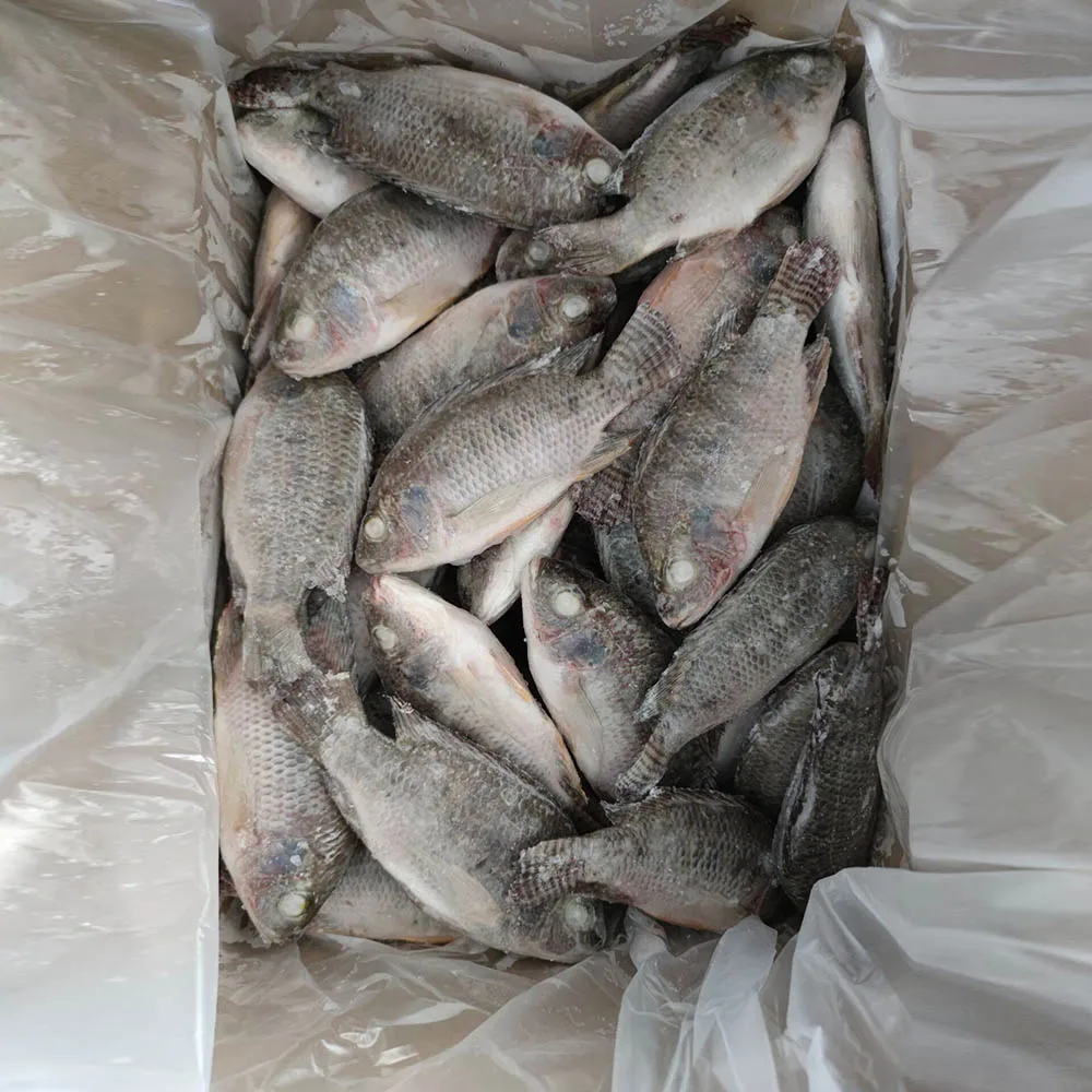 Китайская замороженная рыба Тилапия 300-500 г 200-300 г 100-200 г 600-800 г 200-1000 г 15%-20% остекление целиком замороженная Тилапия выпотрошенная и очищенная