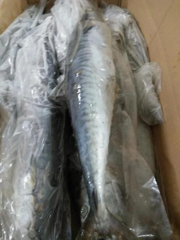 Frozen Stripe Spanish Mackerel King Fish Steak