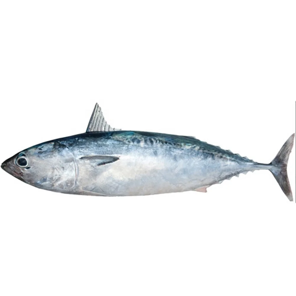 Frozen Tiny Tuna Whole Round Auxis Rochei Bullet Tuna 100-200g Bonito For Sale