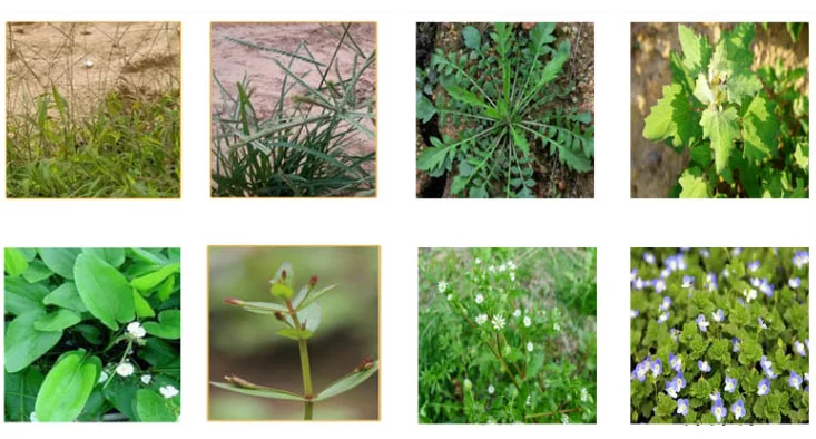 Pendimethalin 35% SC High Effective Ginger Potato Cotton Annual Grass Selective Herbicide