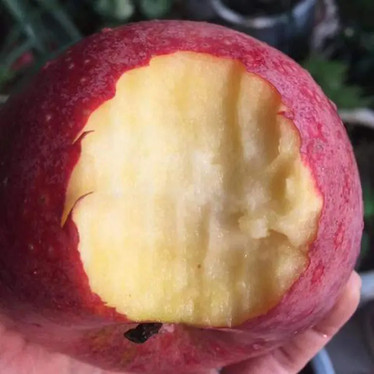 
 Новый Урожай Яблоков Qinguan, свежие яблоки от китайского поставщика  