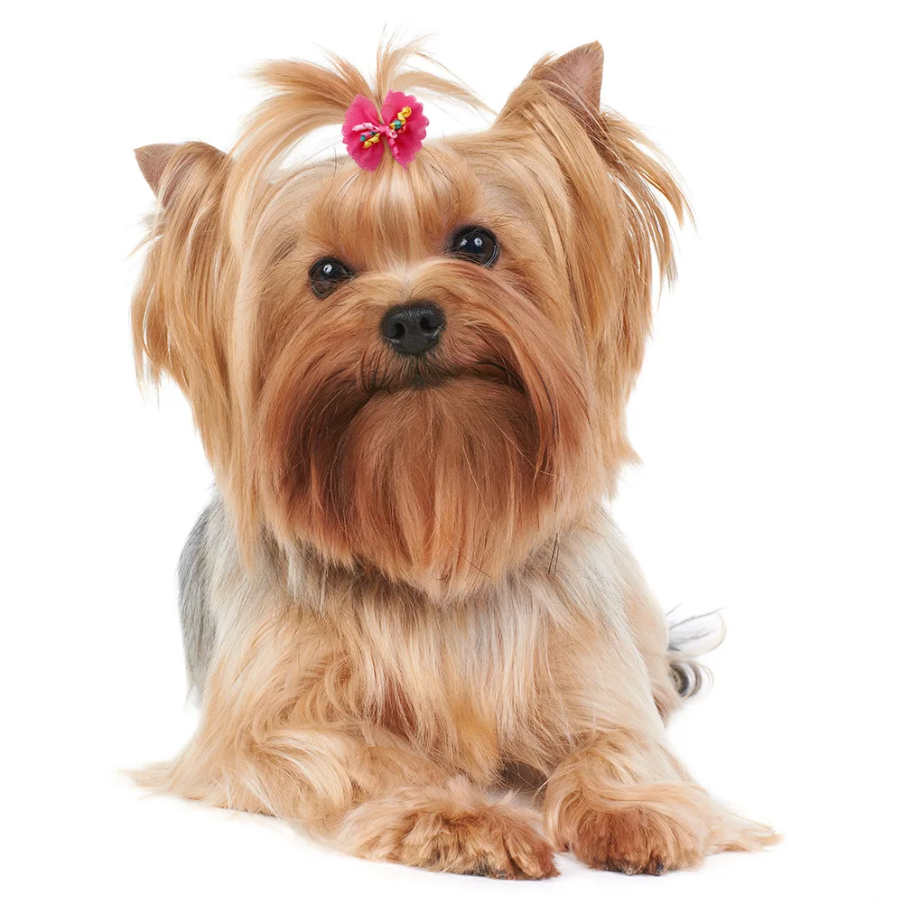 New product ideas 2024 Fashion Dog Hair Bows With Rubber Bands colorful hot selling pet hair decorations mixed color shipping