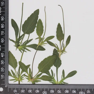 MNR1927 Viola dried flower embossed plant for photo frame table lamp manicure face decoration flower