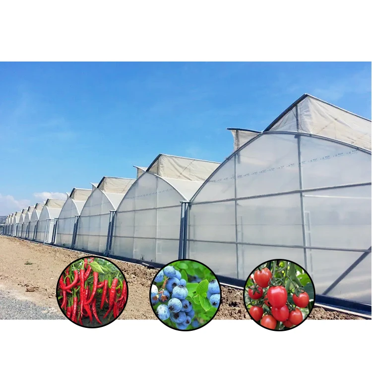 Smart Agricultural Multi-Span Venlo polycarbonate Greenhouse Solar Photovoltaic  Greenhouse vegetable  fruit planting greenhouse