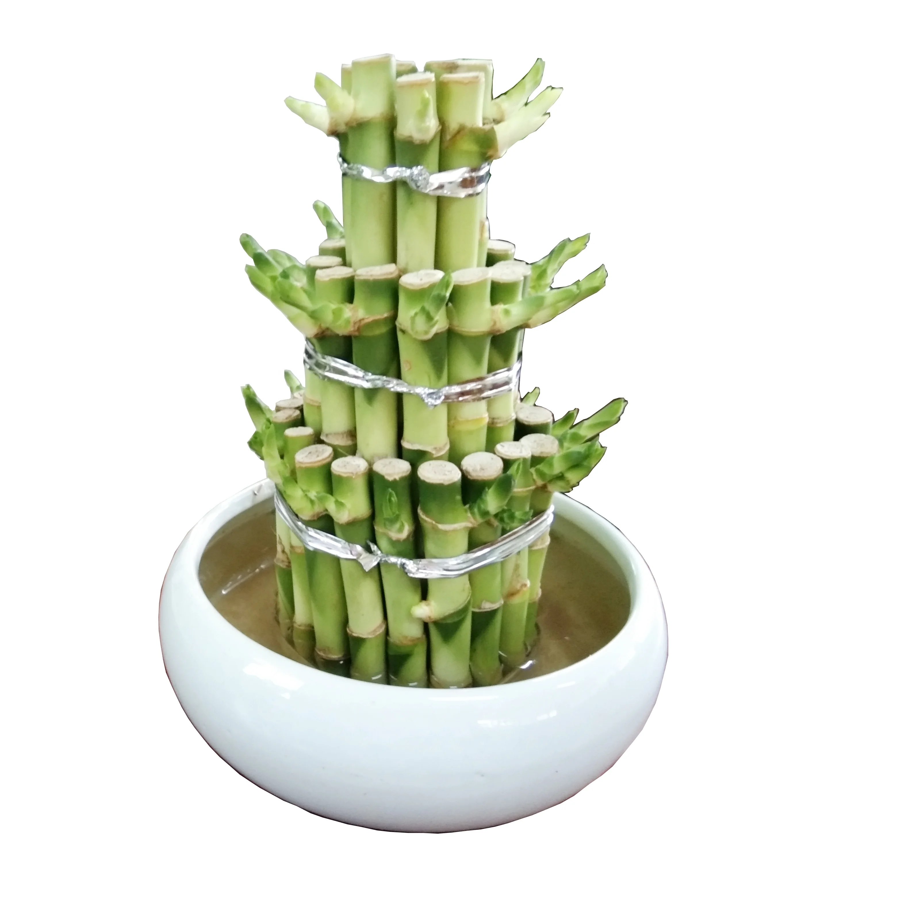 
Factory wholesale high quality and high sales lucky bamboo tower bamboo indoor potted plants 