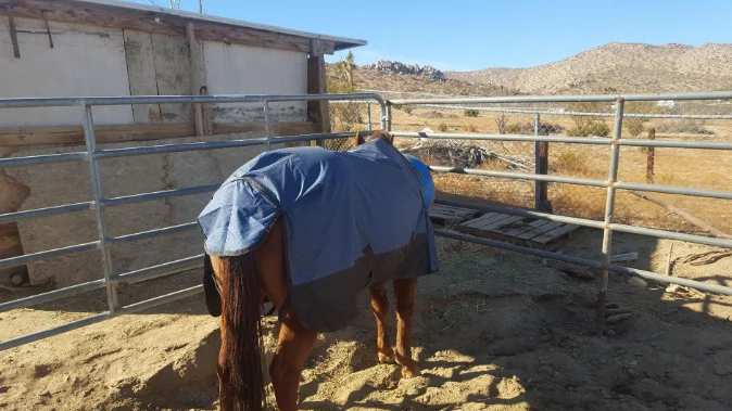 Medium Weight Turnout custom logo horse Blanket, Waterproof Horse Rugs