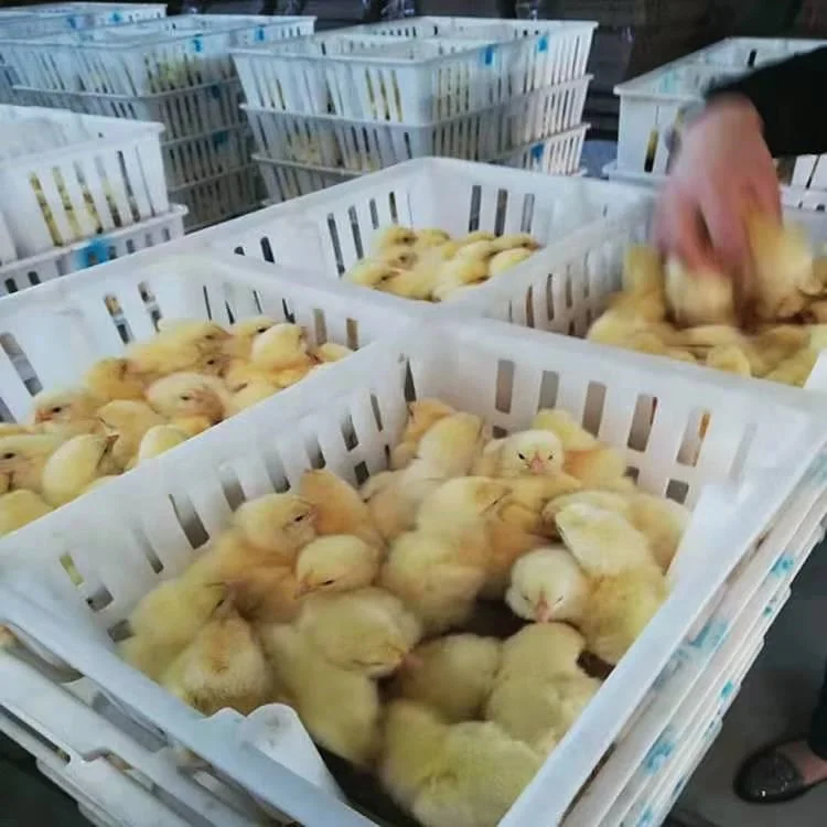 Живая курица Клетка для цыплят пластиковую коробку птицы пластиковые транспортный ящик утка голубь