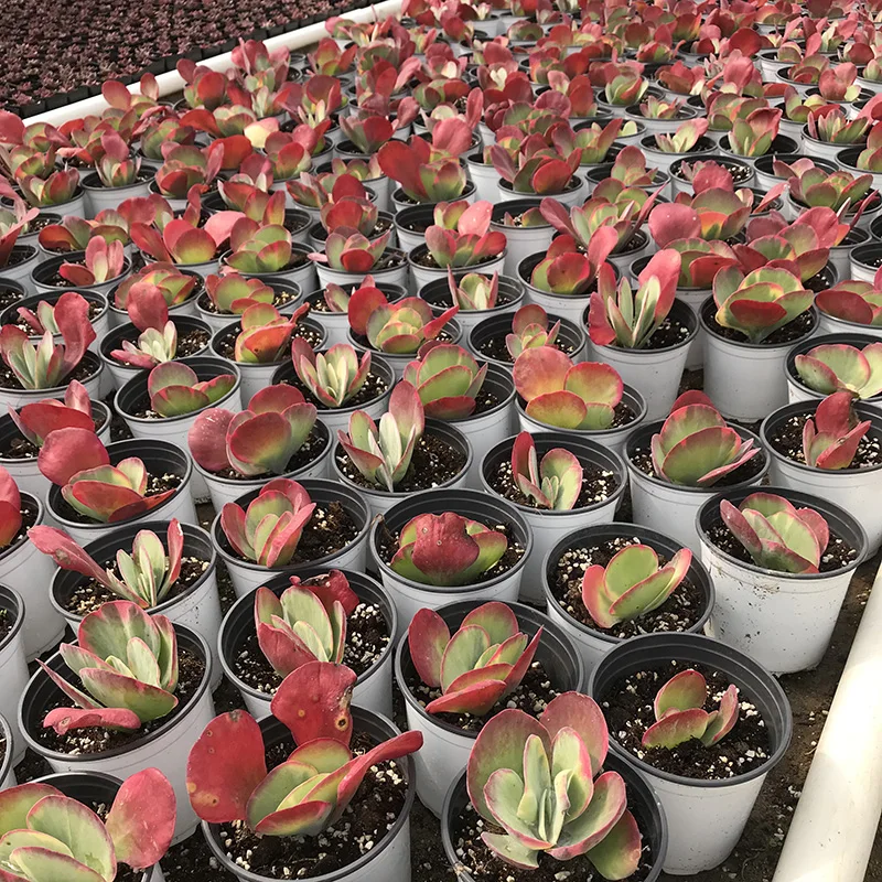 
Kalanchoe thyrsiflora seal Live succulent plants natural indoor for desk decor bright and beautiful 