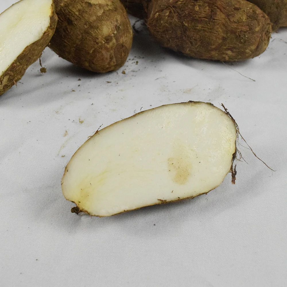 High Quality China Fresh Taro With Best Price