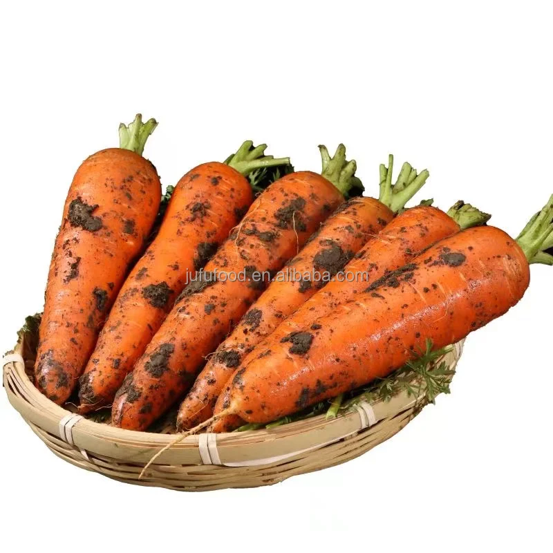 2024 new crop carrot is packing fresh carrot