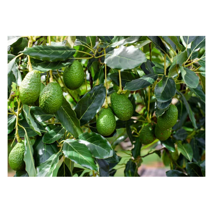 Wholesale Healthy Premium Avocado from Mexico Fresh from MX - High Quality Best Price Directly from Producers