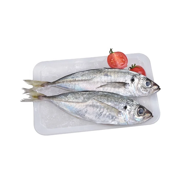 
Frozen Best Freshness Horse Mackerel (Trachurus Japonicus) Fish 
