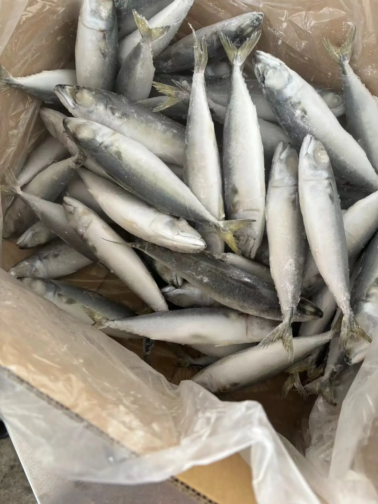 Wholesale  High Quality Seafrozen Pacific Mackerel BQF/IQF For Market