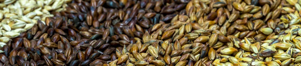 Roasted malt.jpg