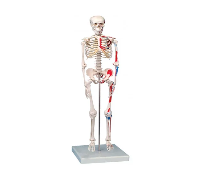 YA/L012C Half Human Size Plastic Skeleton with Hand Painted Muscles 85cm Tall