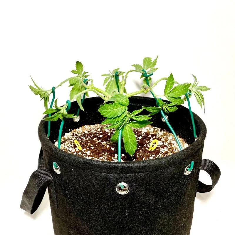 TOP Sell felt nonwoven fabric plant growing pots competitive price hydroponics growing pot Black Plant potato grow bag with hole
