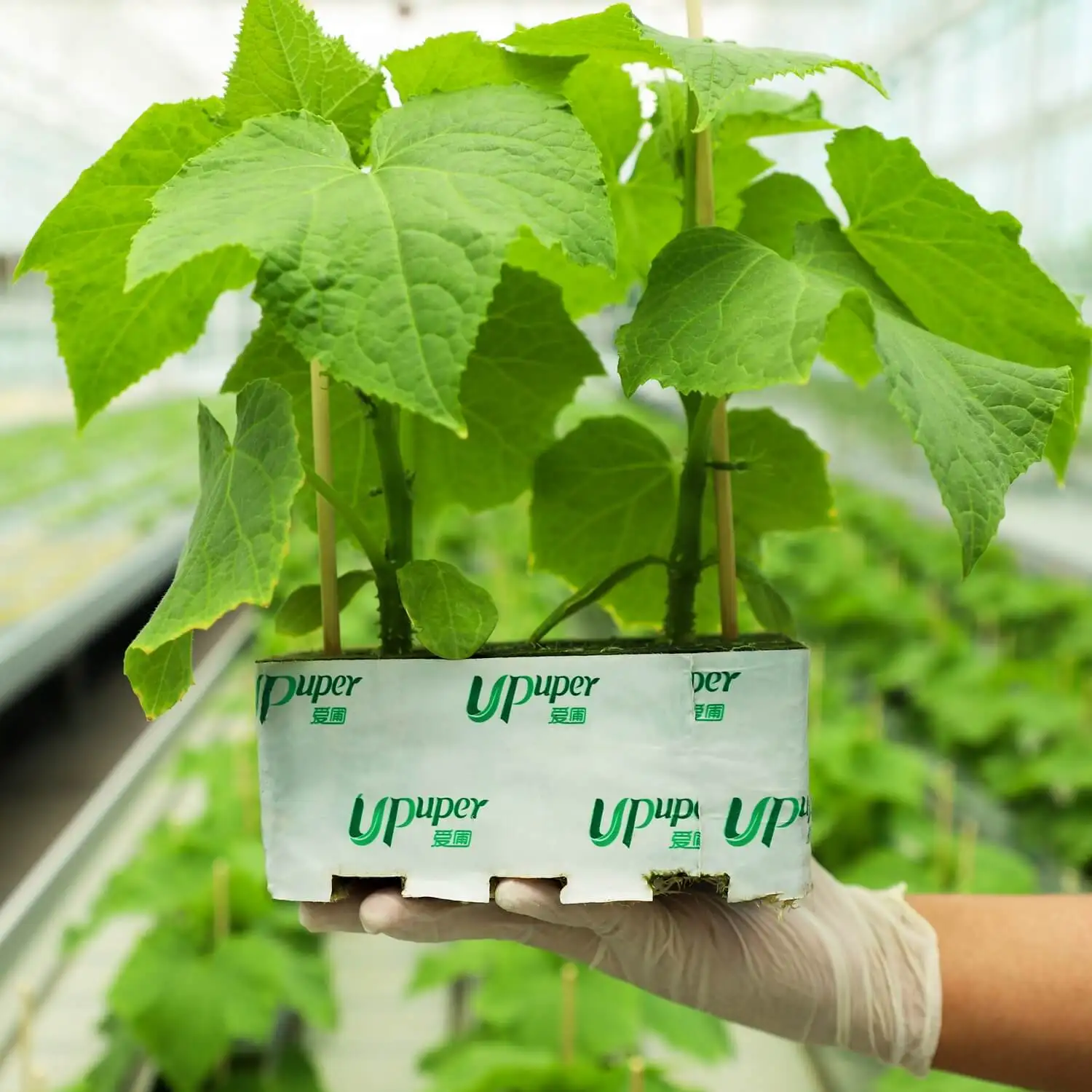 UPuper China Manufacturer 6*4*2.5 Inch Double Holes Wholesale Cucumber Planting Rock Wool Cubes
