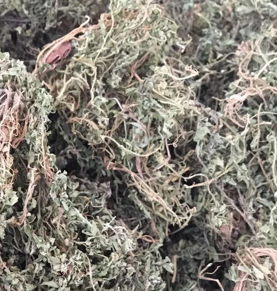 Natural New Raw Small Centipeda Herb Dried Whole Part From Minima for Feature Tea
