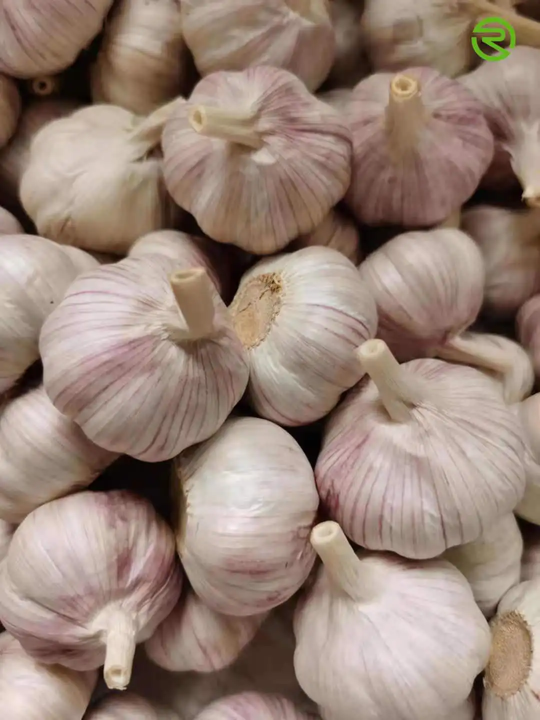 
Fresh white garlic garlic shandong multi - clove garlic high quality 