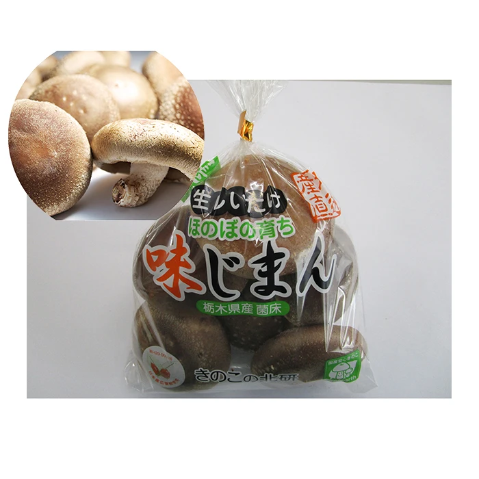 
The well-known fresh juicy plump mushroom shitake with nutrients 