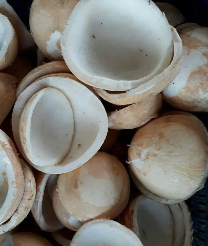 Замороженное кокосовое мясо для экспорта вьетнамской молодой кокосовой целлюлозы по конкурентоспособной цене-WHATSAPP 0084 989 322607