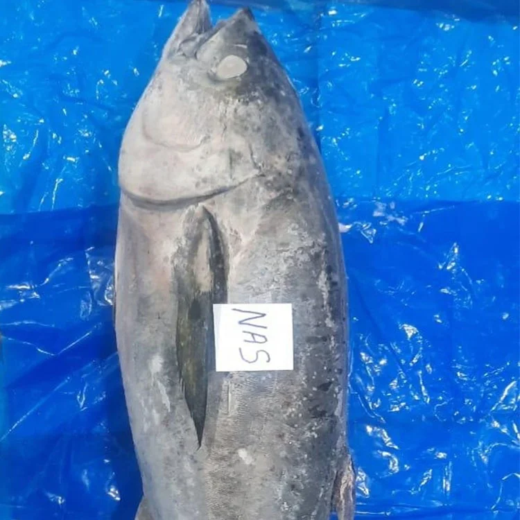 Yellow Fin Tuna Whole Round Dwt Frozen Tuna Fish Frozen Yellow Fin Tuna Wr