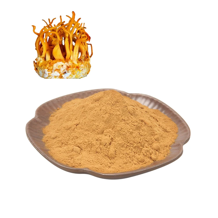 High Quality 10:1 Cordyceps Militaris Extract Solvent Extracted Fruit Powder for Health Food Packed in Drum