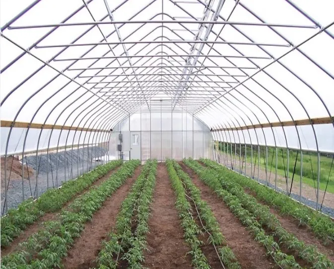 
Single Span Low Cost Tunnel PE Film Greenhouse For Flowers 